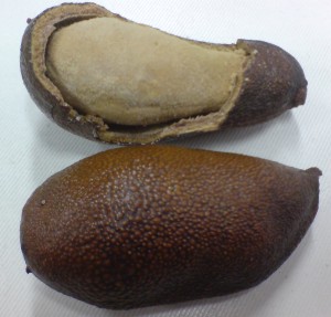 jatoba